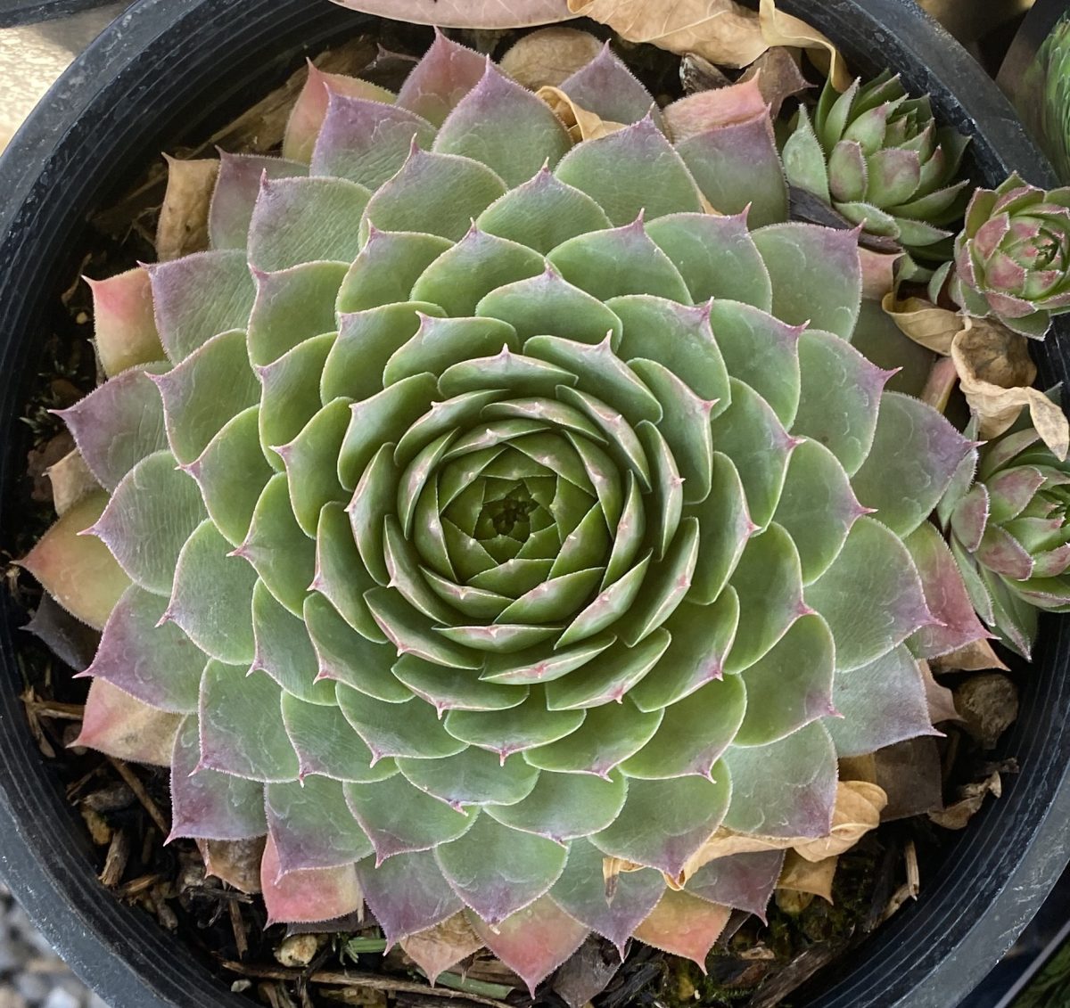 Sempervivum tectorum Silver King b