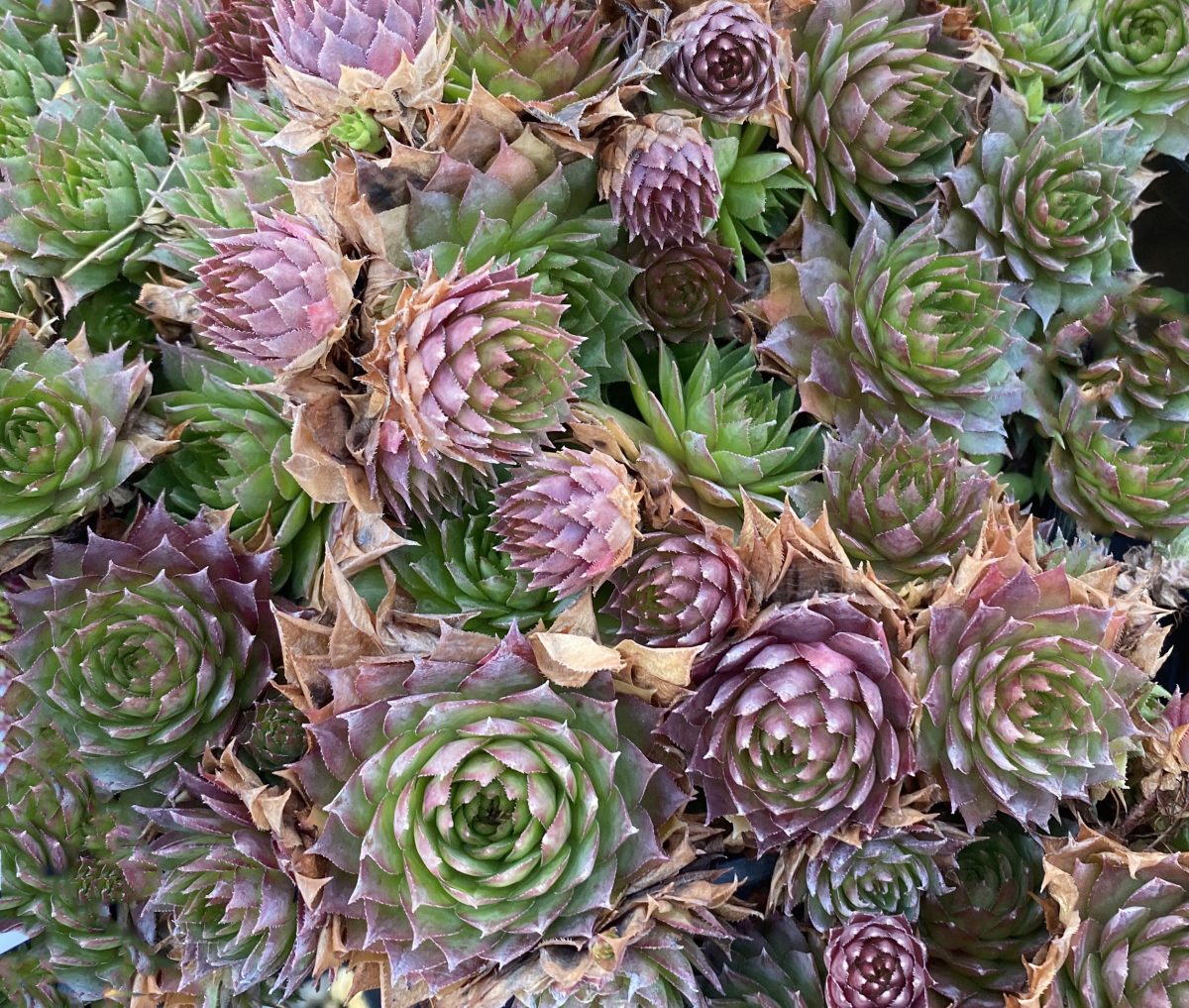 Sempervivum tectorum Sunset c