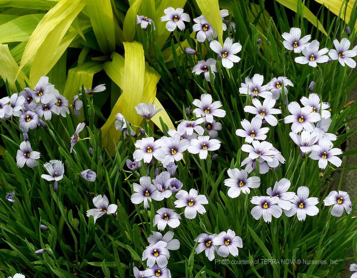 Sisyrinchium x Devon Skies b