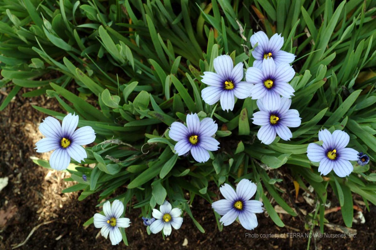 Sisyrinchium x Devon Skies c