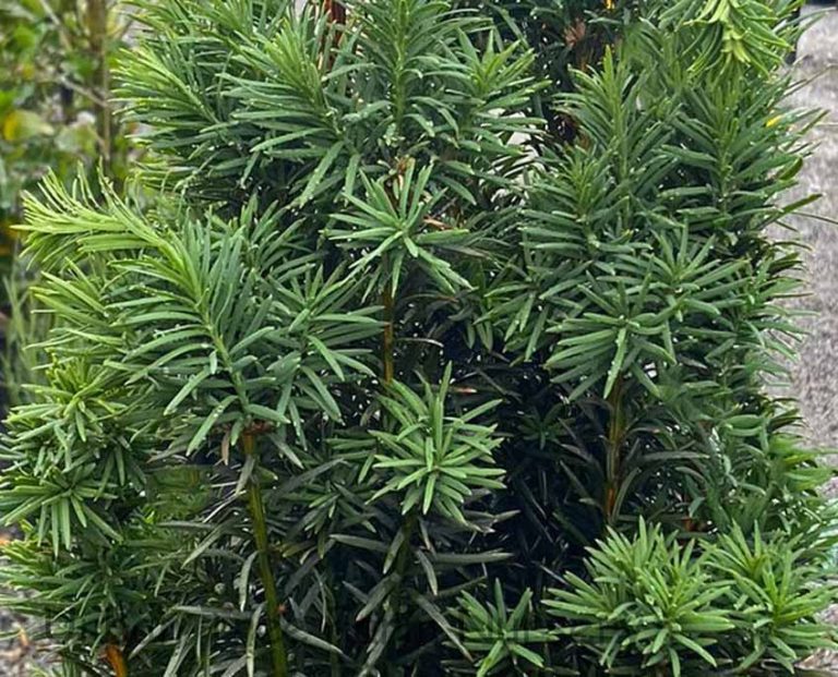 Taxus baccata 'Stricta/Fastigiata' | Urban Tree Farm Nursery