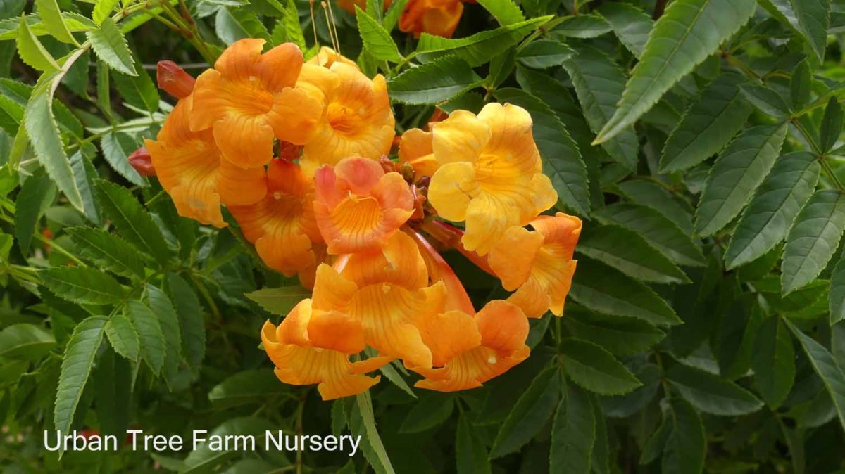 Tecoma stans Orange Jubilee a