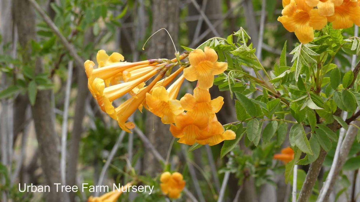 Tecoma stans Orange Jubilee b