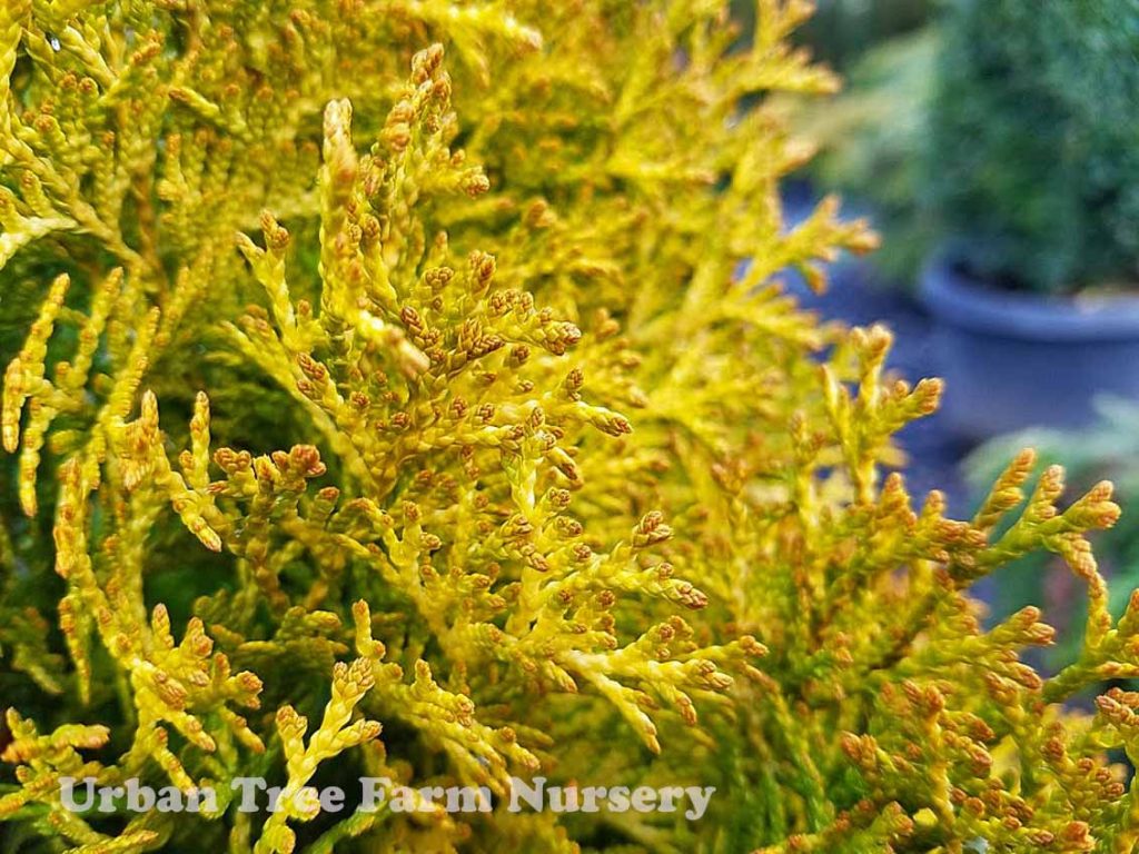 Thuja occidentalis 'Janed Gold' | Urban Tree Farm Nursery