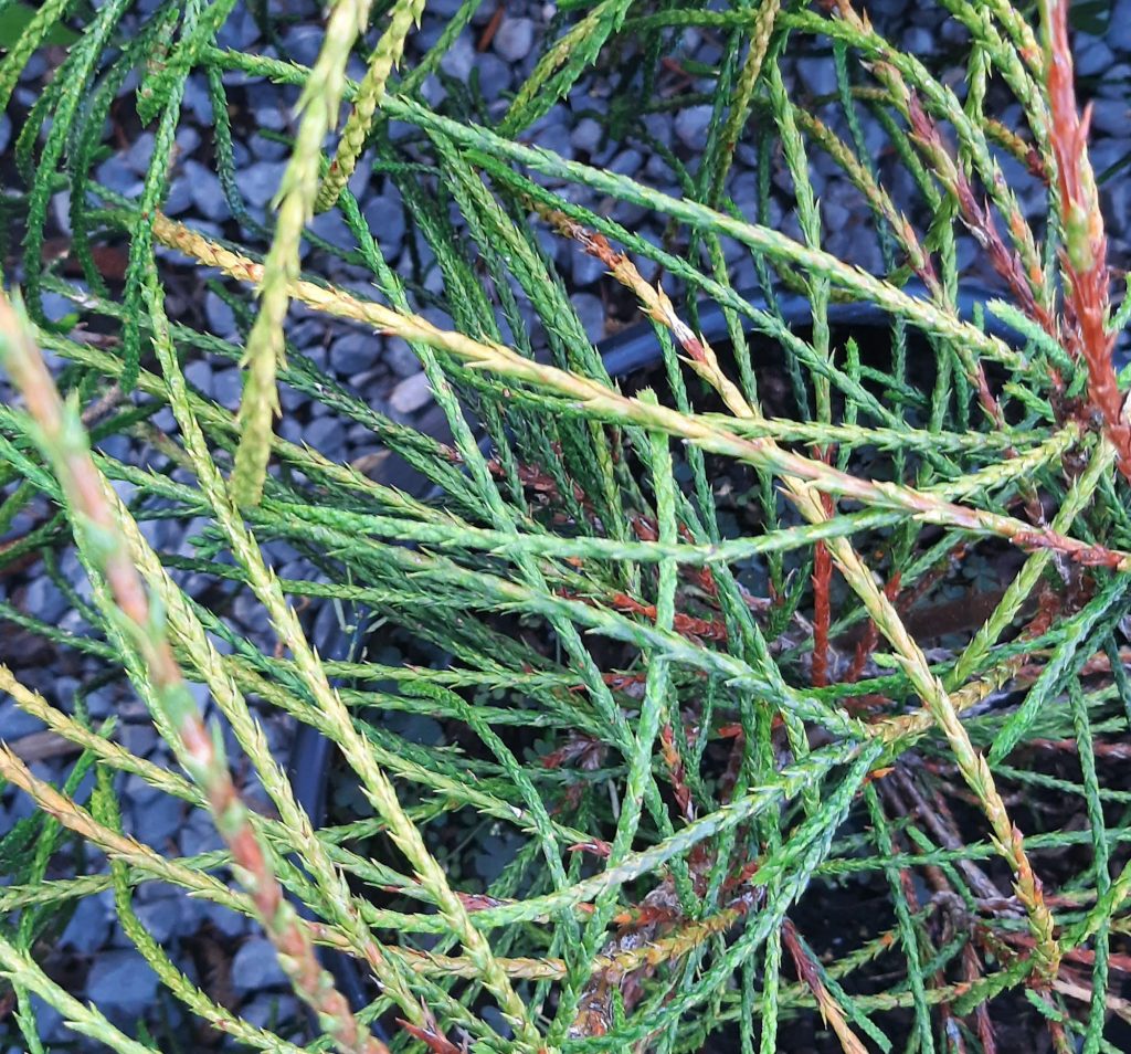 Thuja plicata 'Whipcord' | Urban Tree Farm Nursery