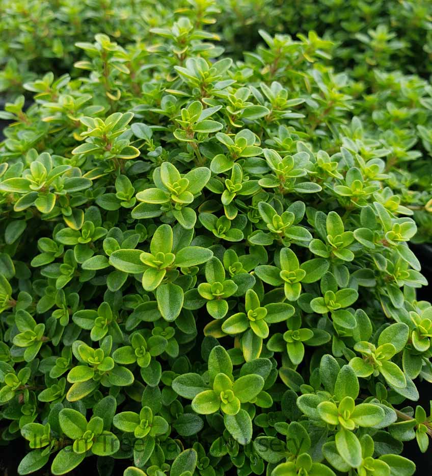 Thymus citriodorus 'Lime' Urban Tree Farm Nursery