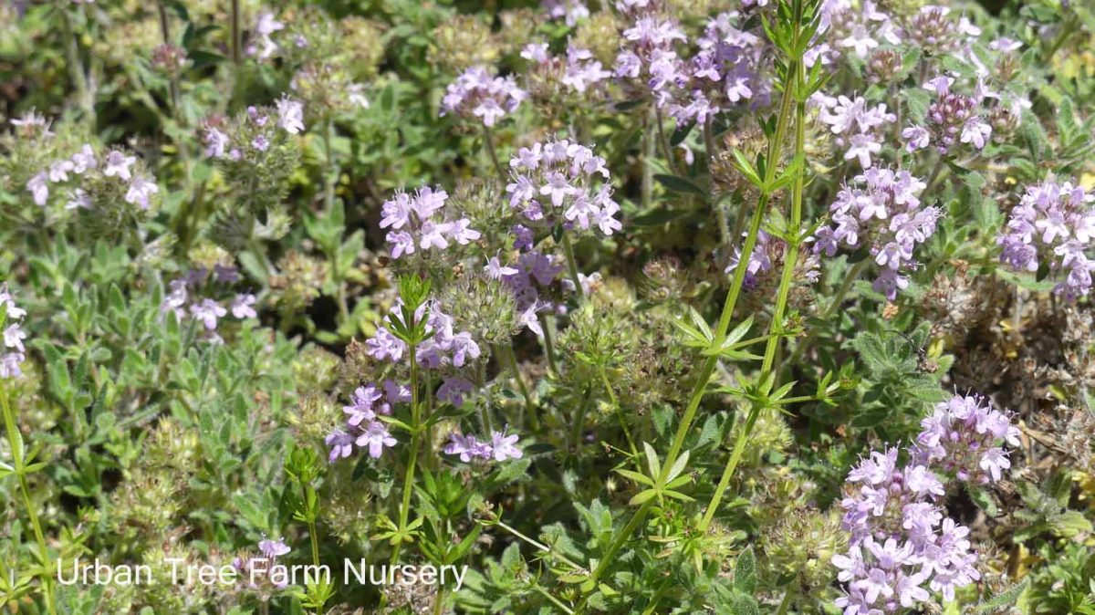 Thymus pseudolanuginosus Woolly a