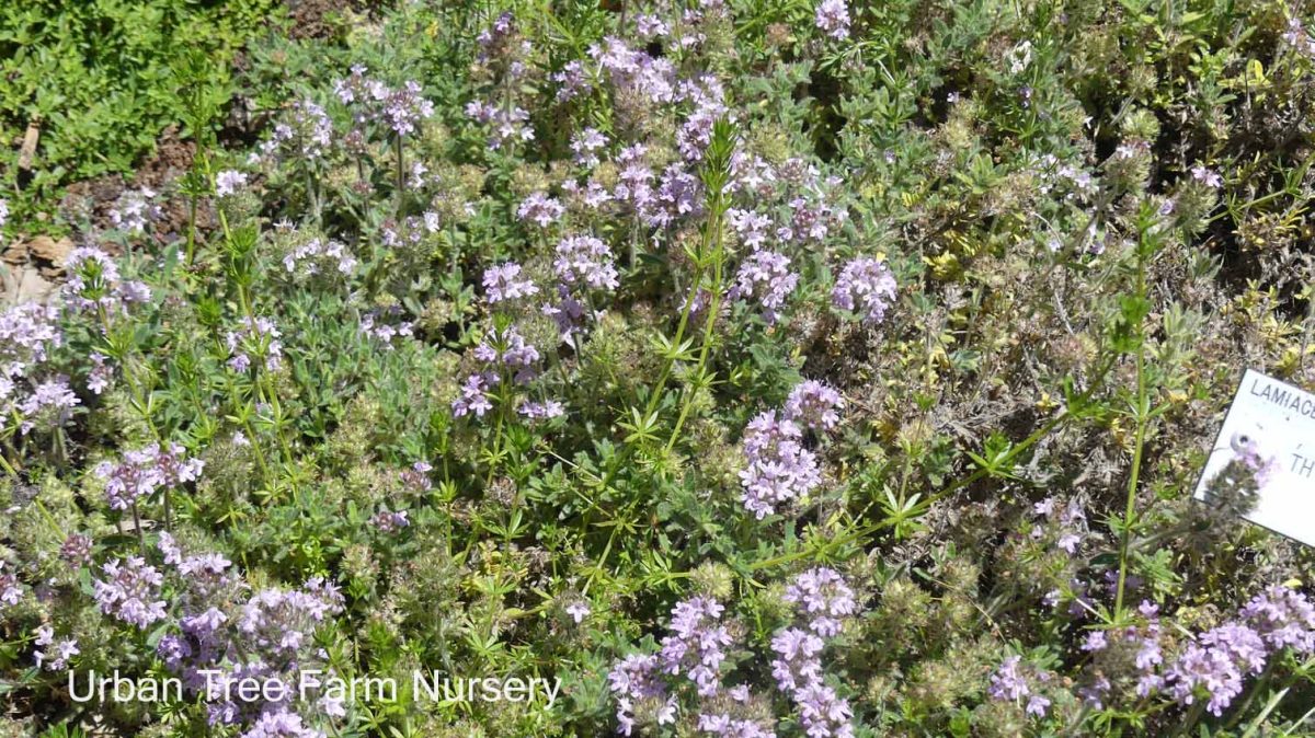 Thymus pseudolanuginosus Woolly b