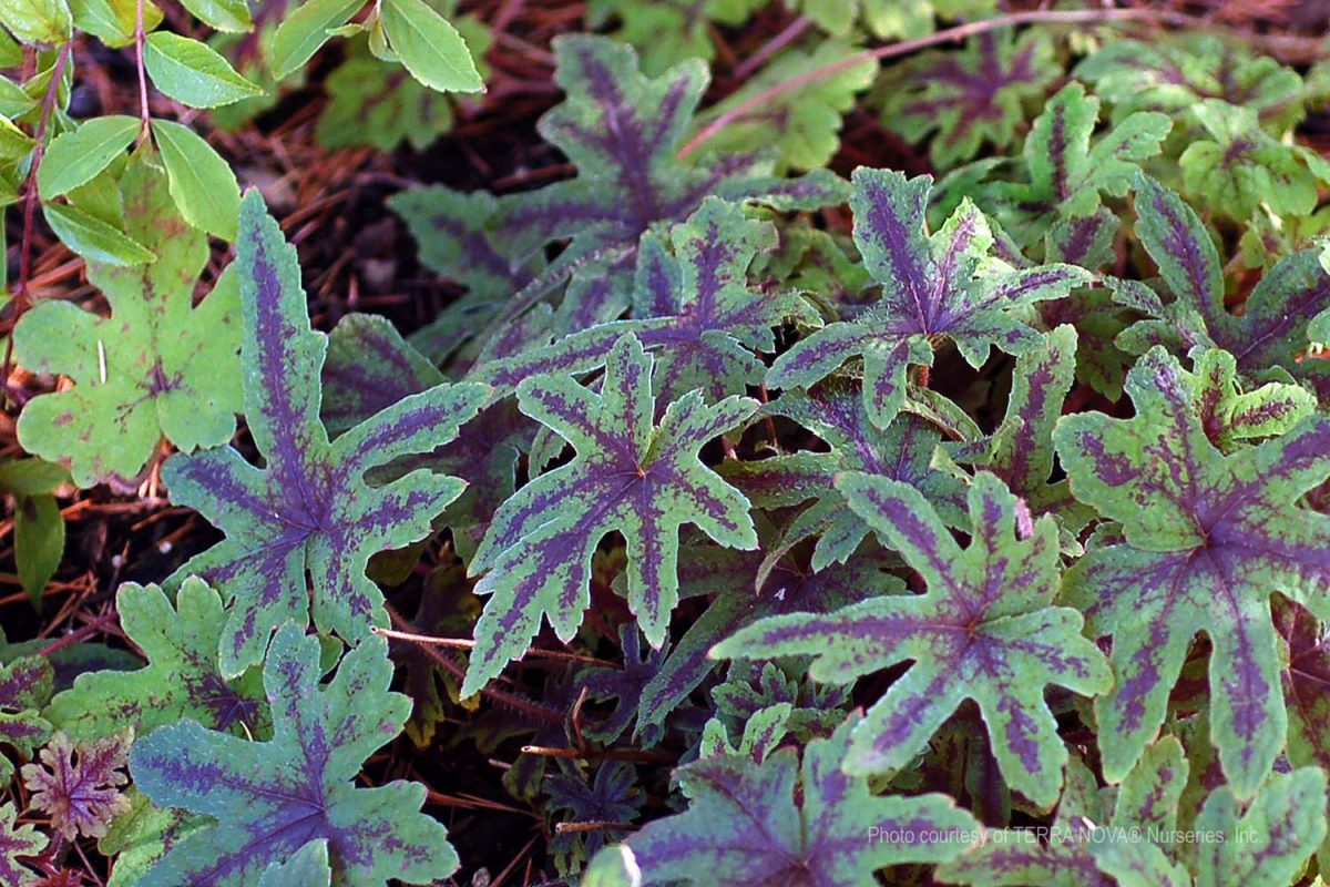 Tiarella Cascade Creeper a