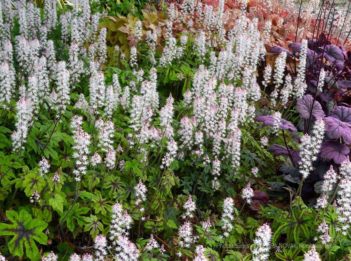 Tiarella Cascade Creeper b