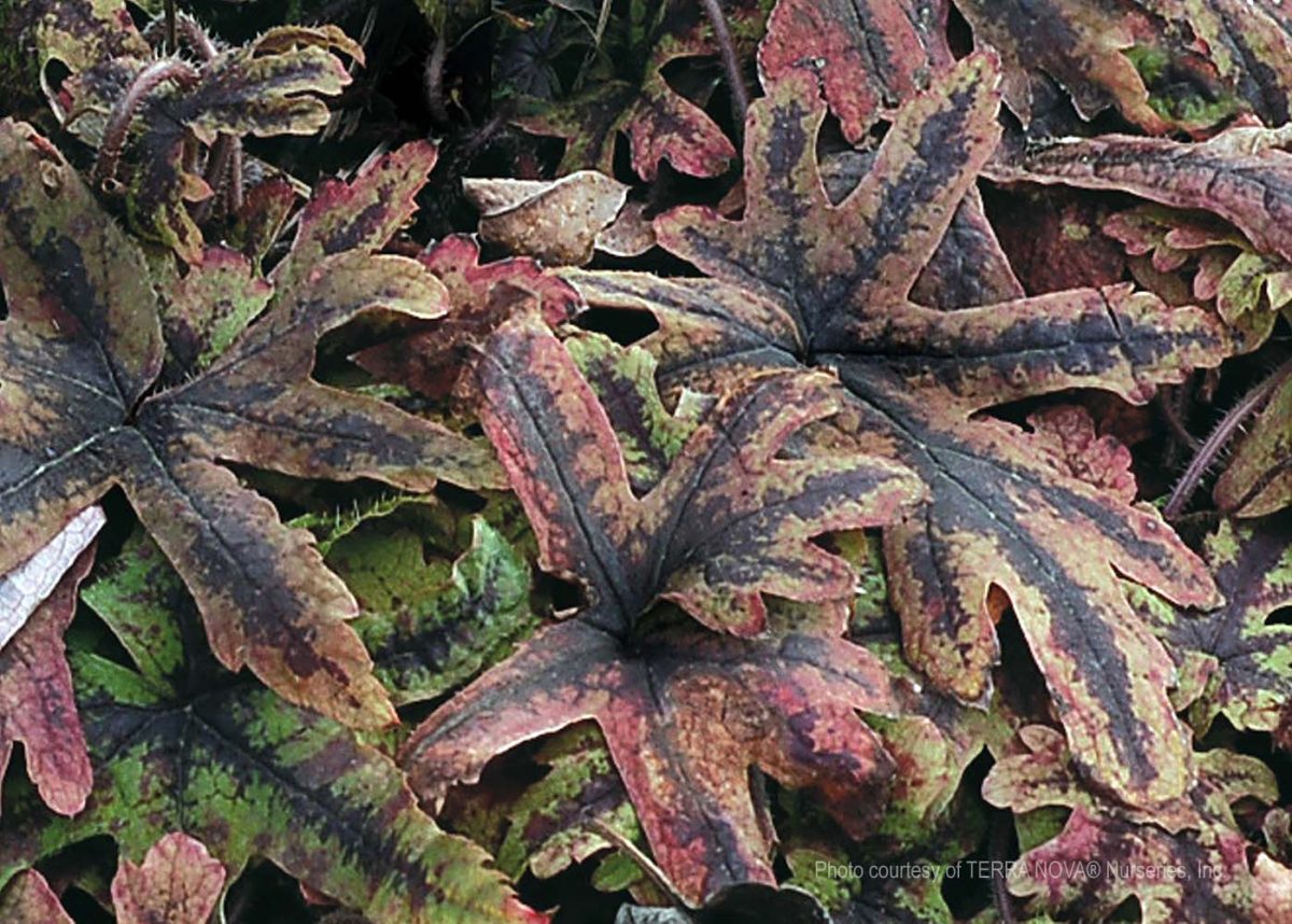 Tiarella Cascade Creeper c