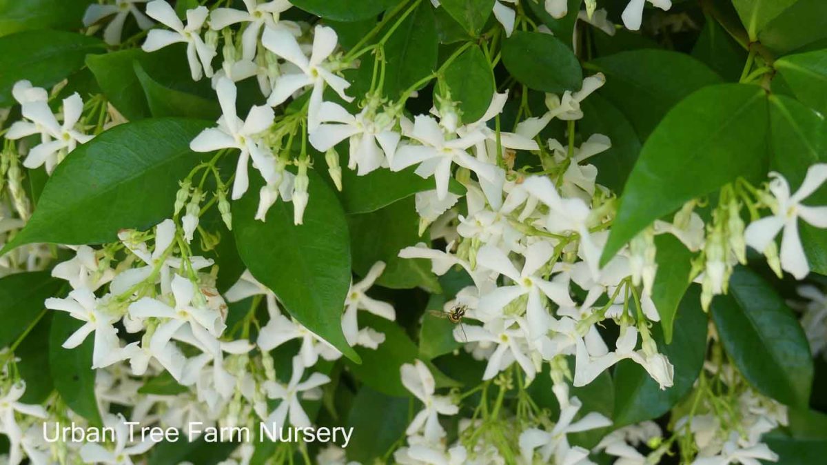 Trachelospermum jasminoides BUSH a