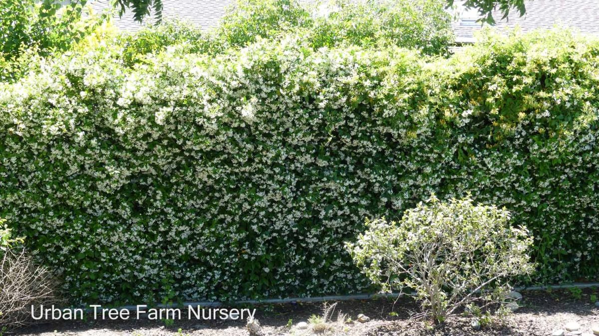 Trachelospermum jasminoides BUSH b