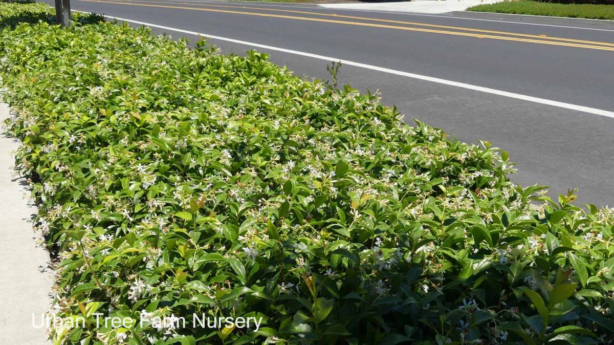 Trachelospermum jasminoides BUSH c