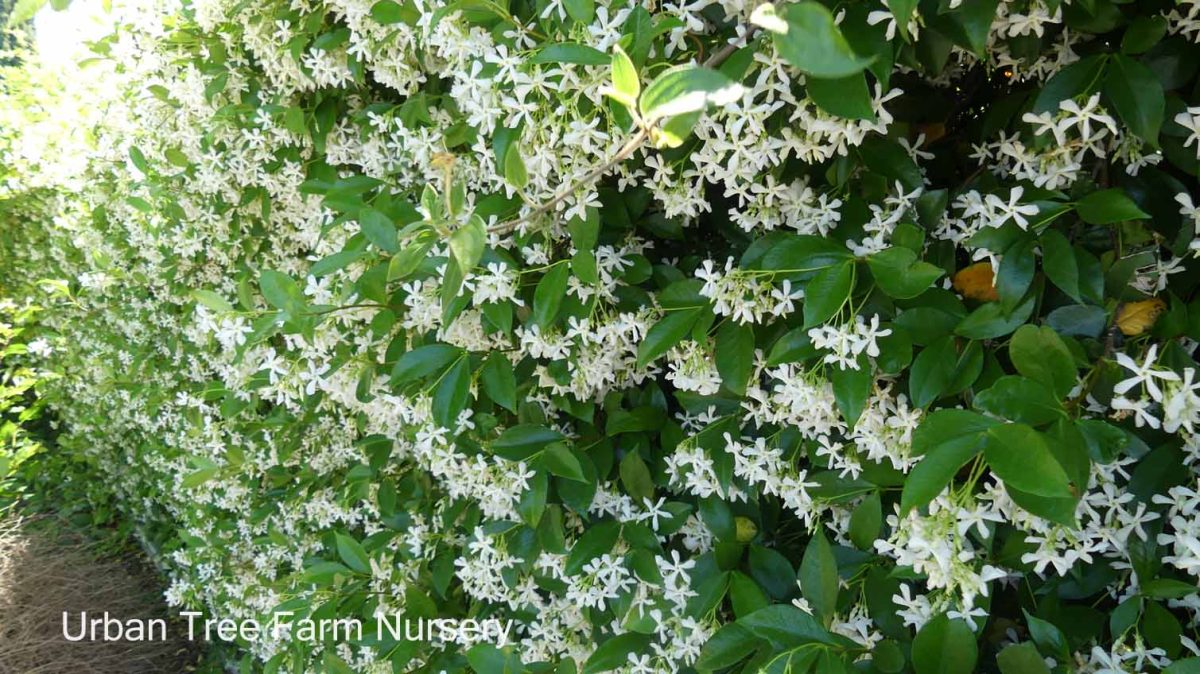 Trachelospermum jasminoides TRELLIS a