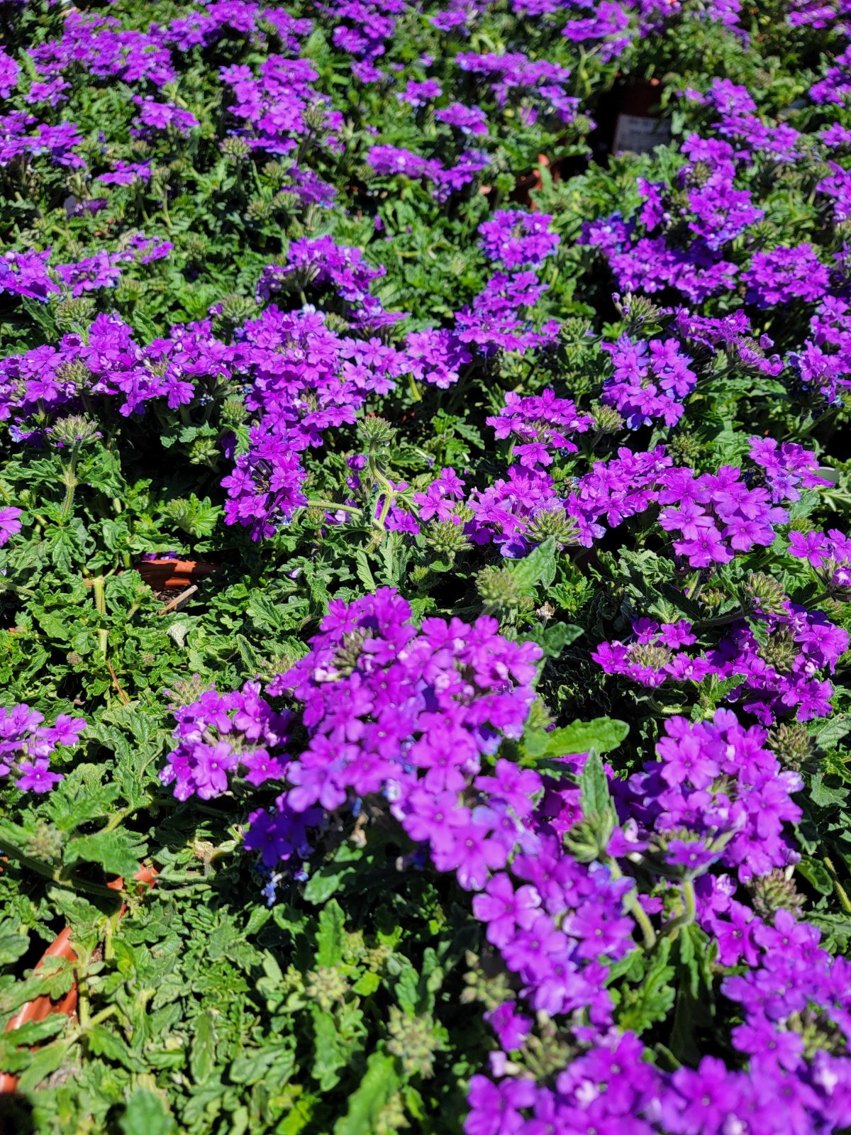 Verbena peruviana EnduraScape Blue b scaled