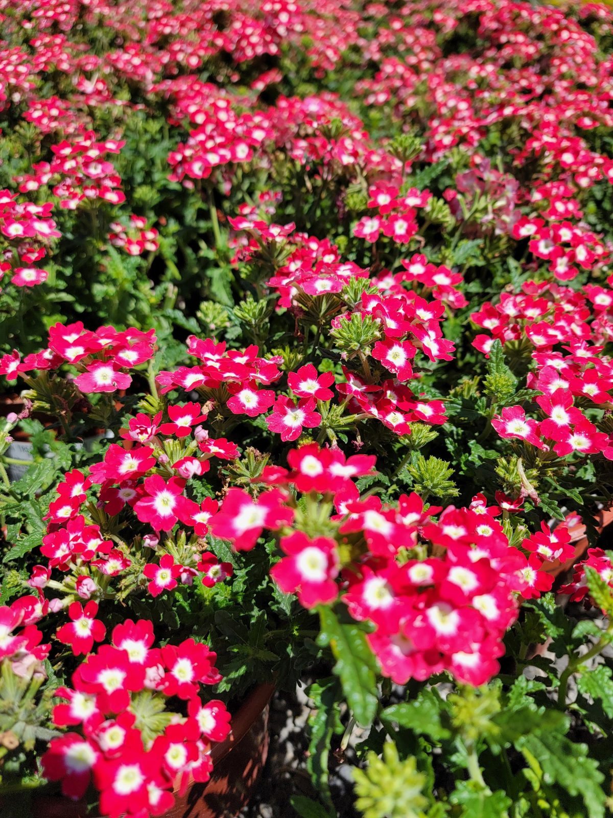 Verbena x Lascar Red Rose a scaled