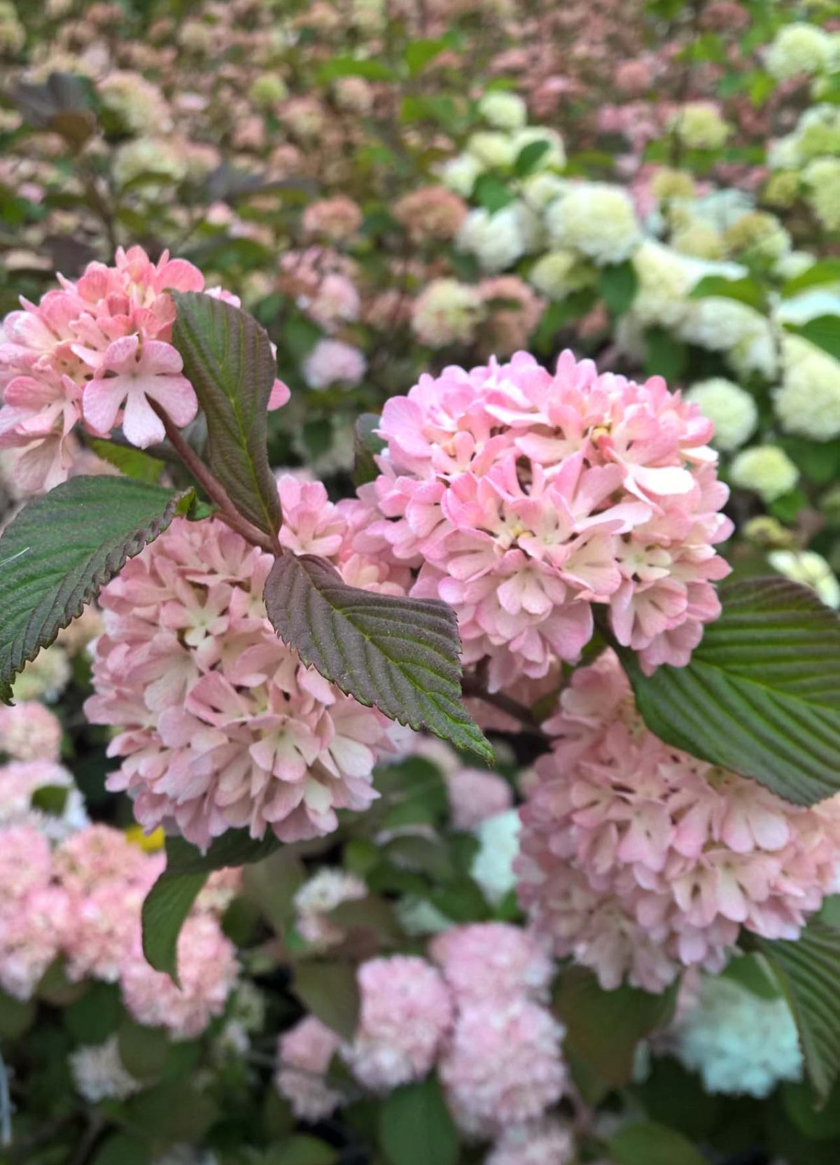 Viburnum plicatum Kerns Pink a