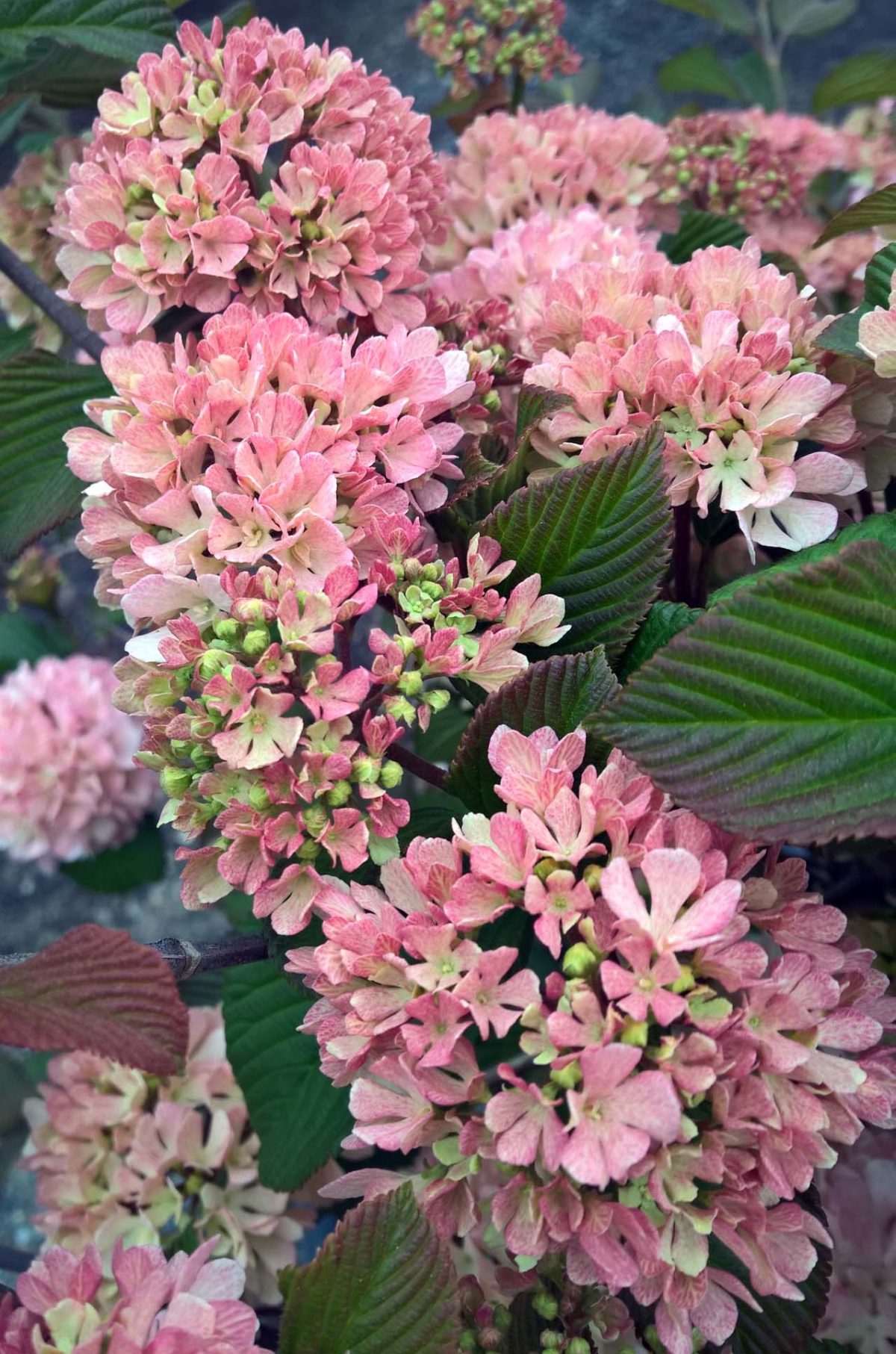 Viburnum plicatum Kerns Pink b