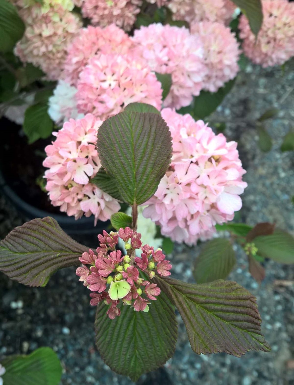 Viburnum plicatum Kerns Pink c