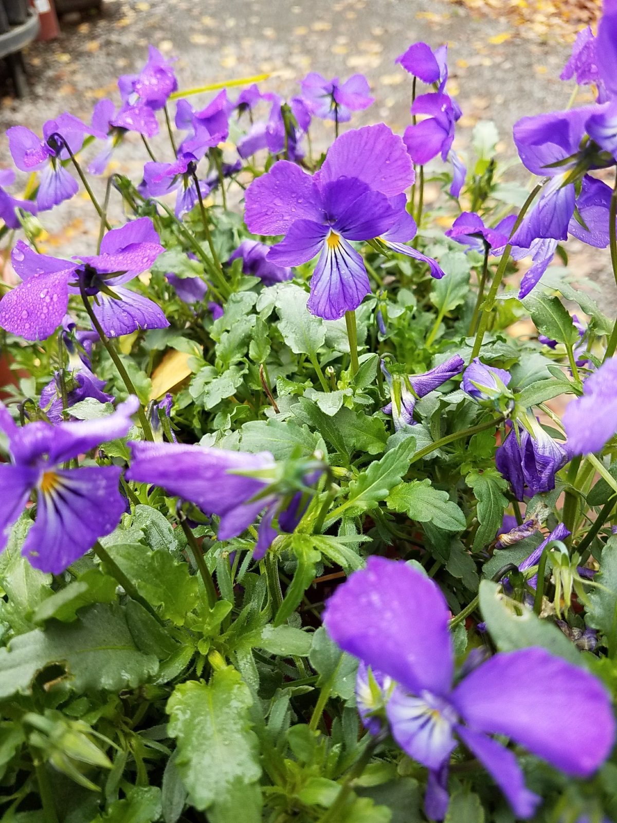 Viola corsica a scaled