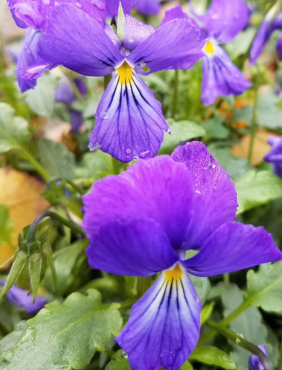 Viola corsica b