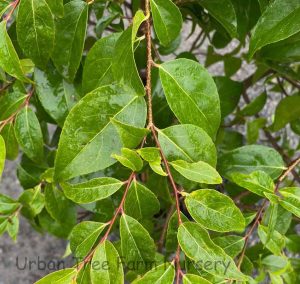 Xylosma congestum 'Compacta' | Urban Tree Farm Nursery