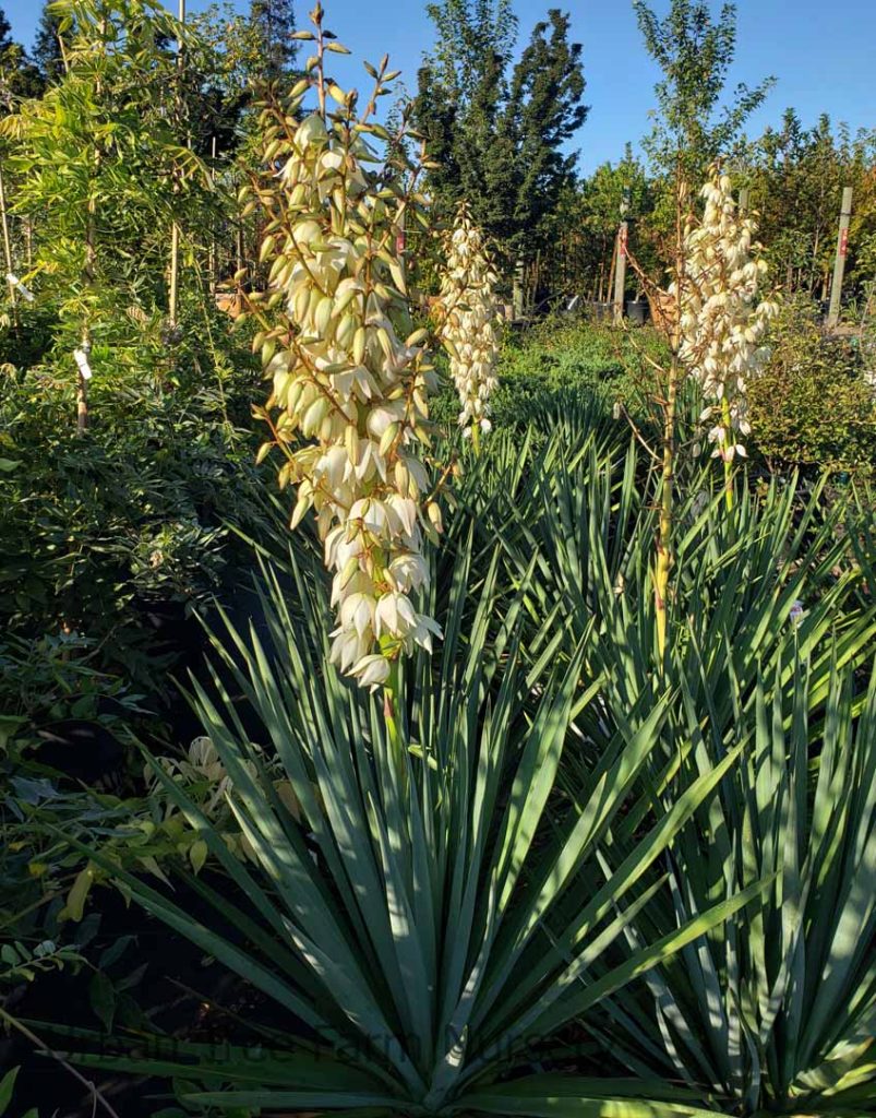 Yucca rigida 'Blue Sentry' | Urban Tree Farm Nursery