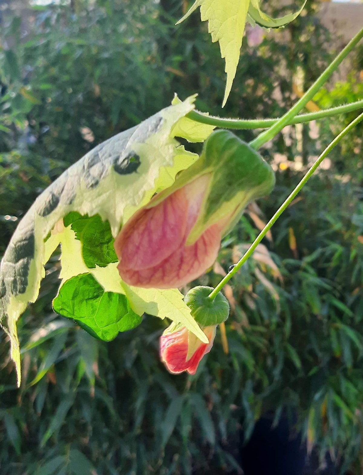 Abutilon hybridum Savitzii b