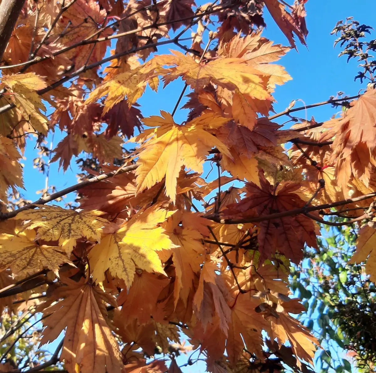 Acer japonicum Meigetsu b