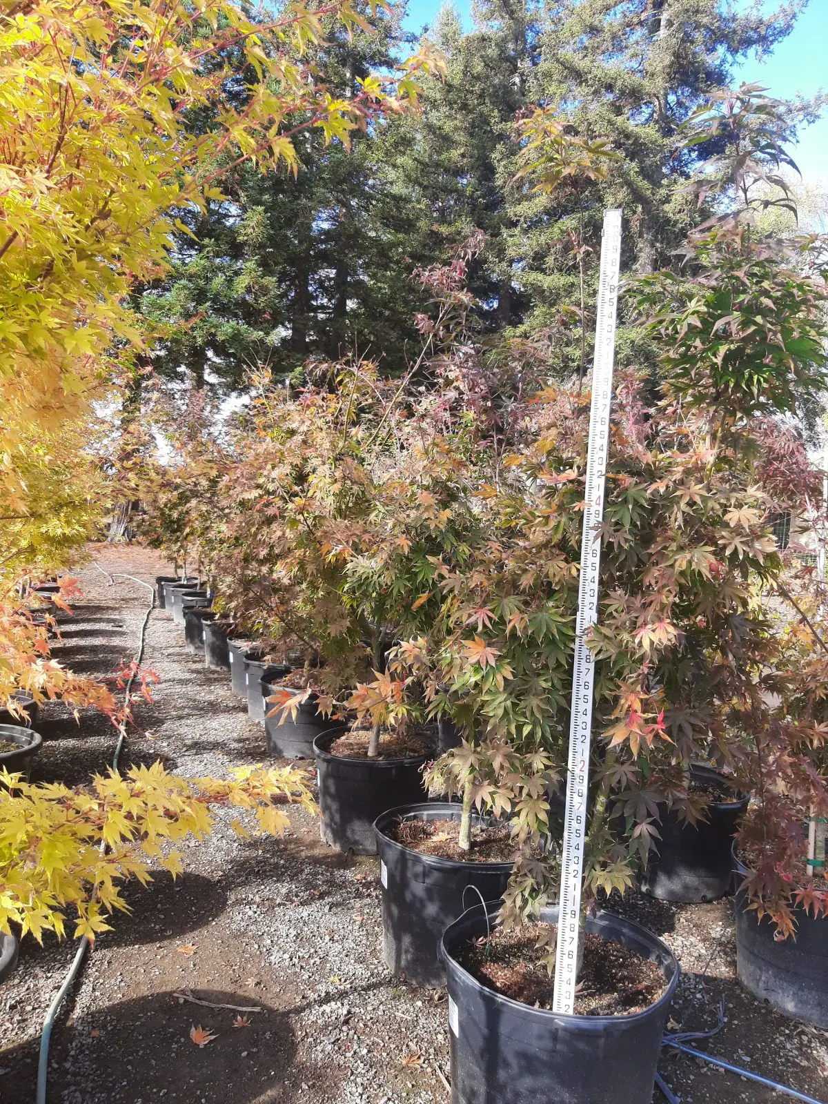 Acer palmatum Osakazuki b scaled