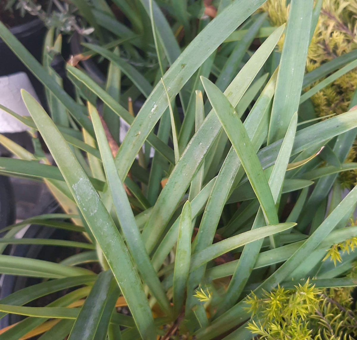 Agapanthus Peter Pan ALBA