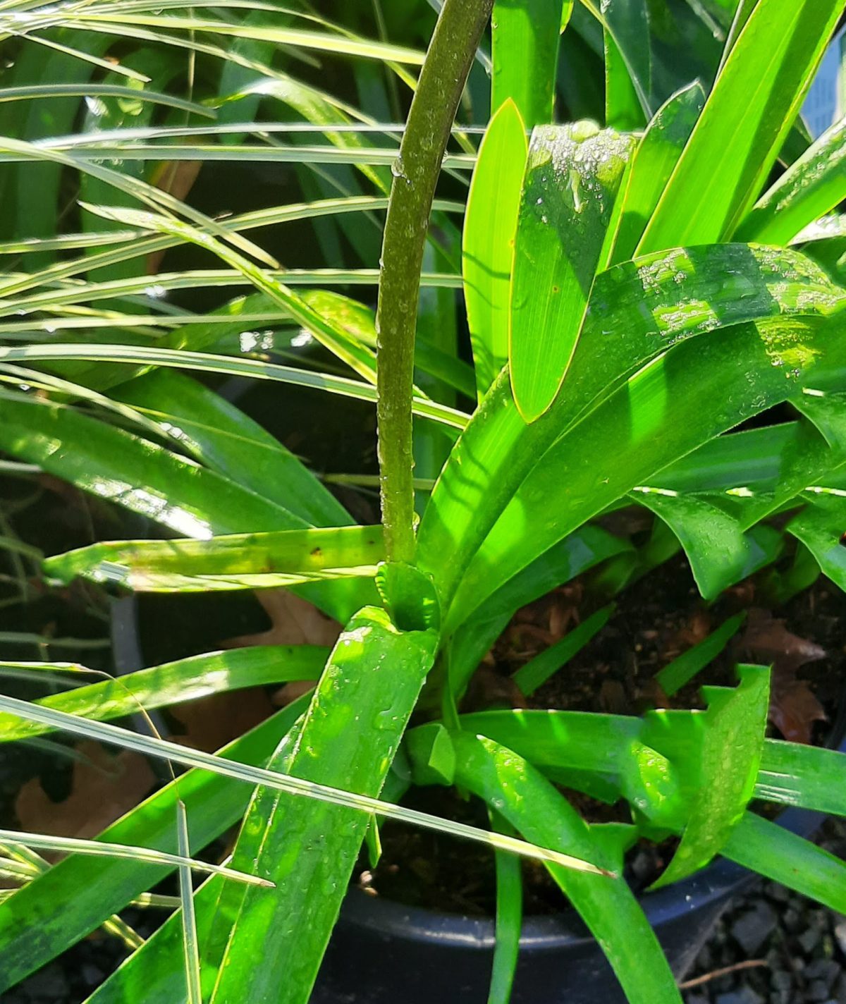 Agapanthus Storm Cloud a