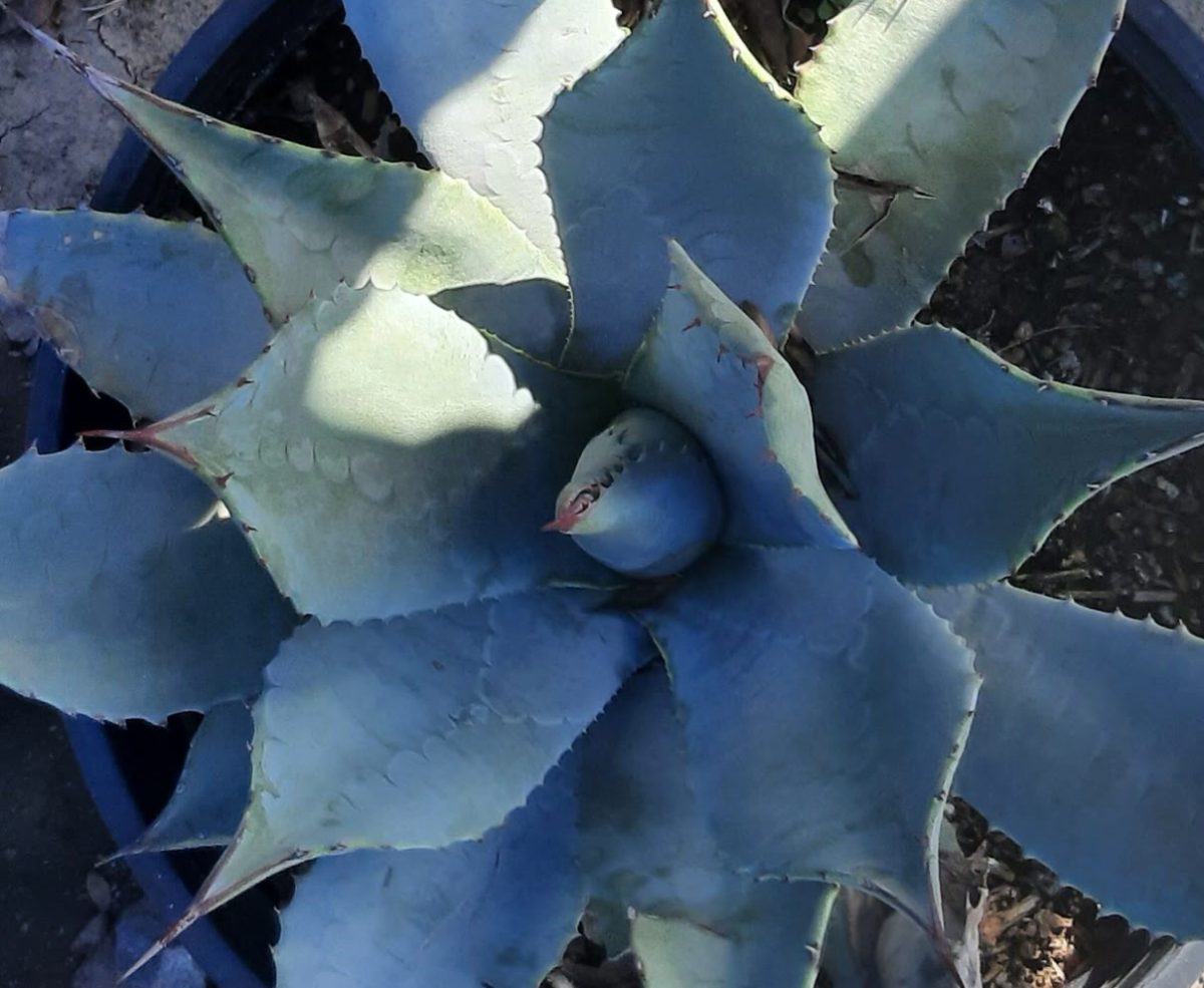 Agave parryi a