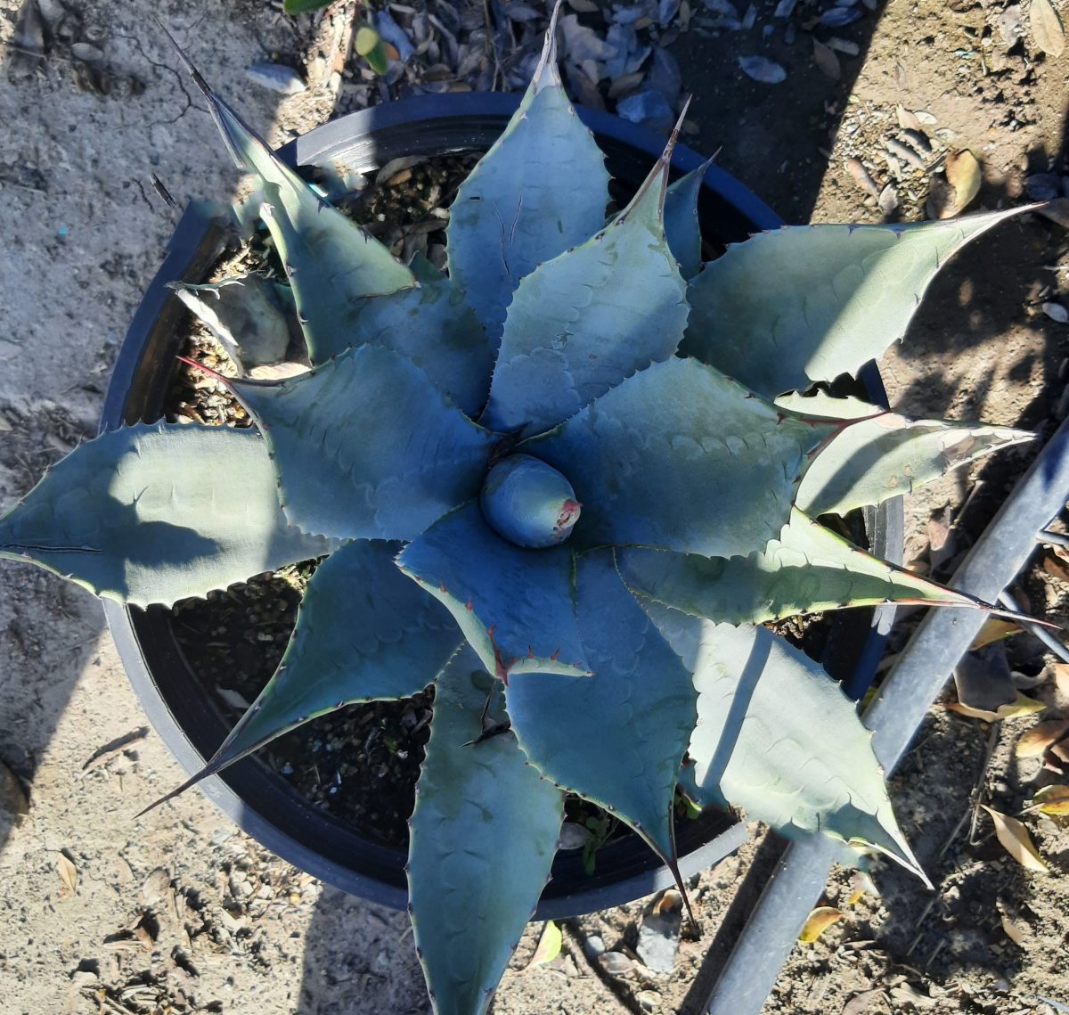 Agave parryi b scaled