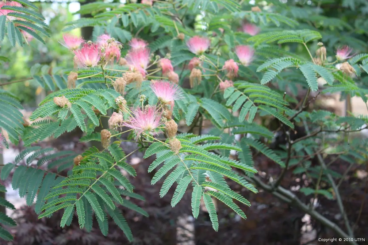 Albizia julibrissin LOW BRANCH b