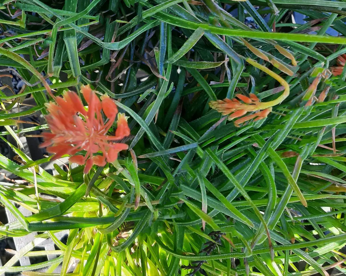 Aloe Johnsons Hybrid b