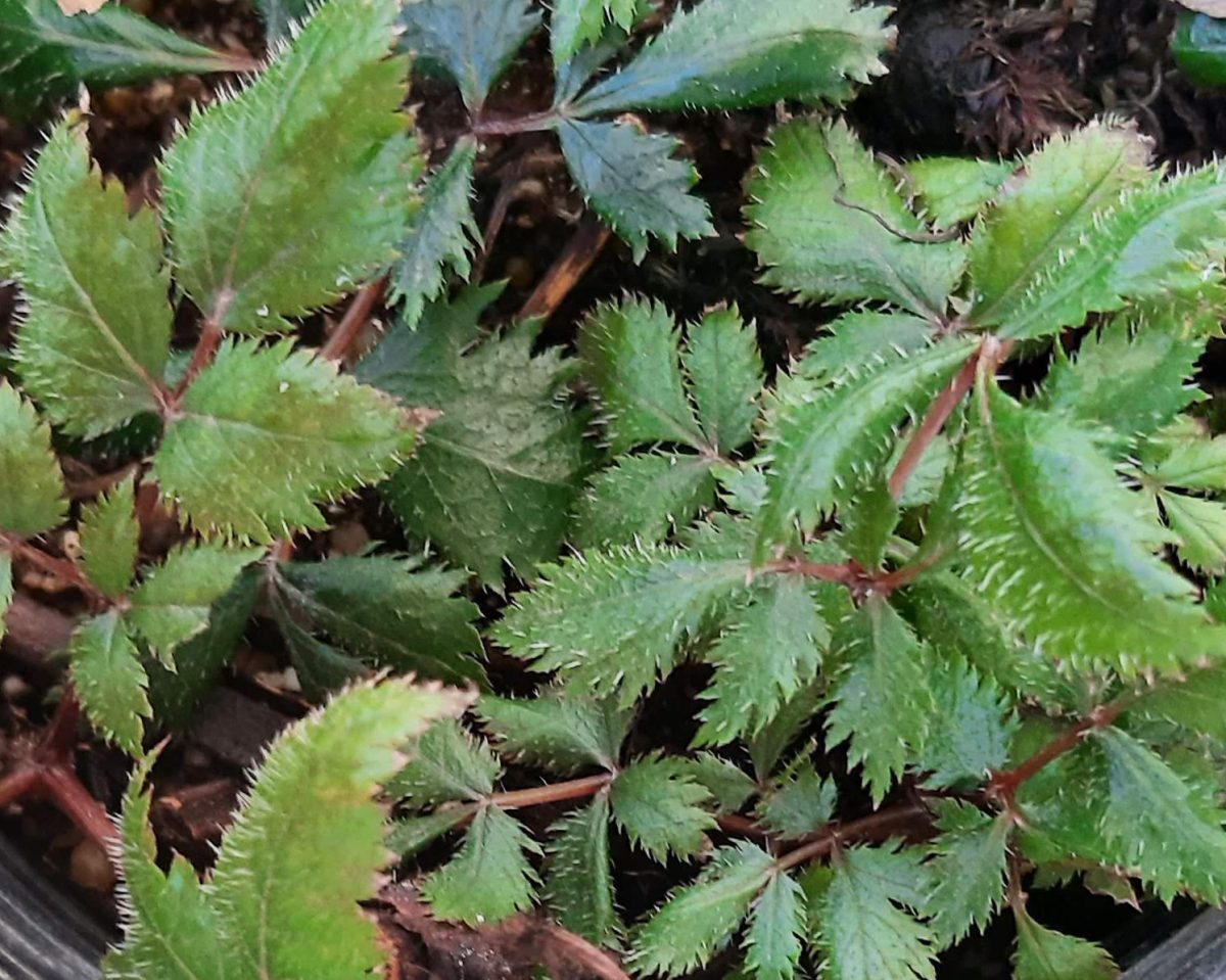 Astilbe chinensis Visions in Red