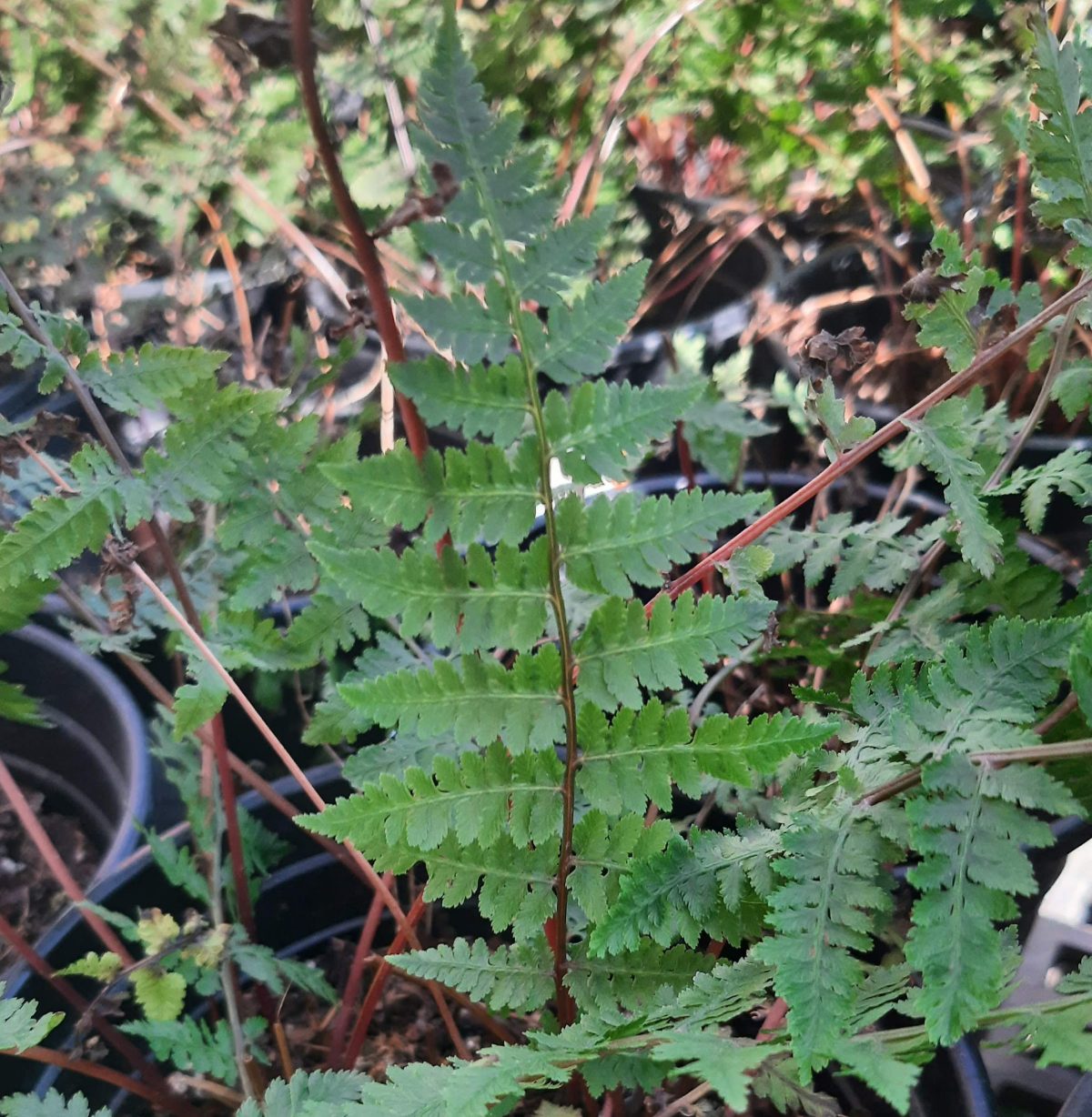 Athyrium filix femina