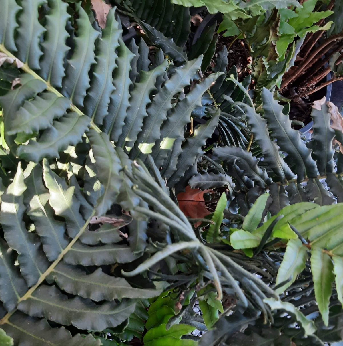 Blechnum chilense b