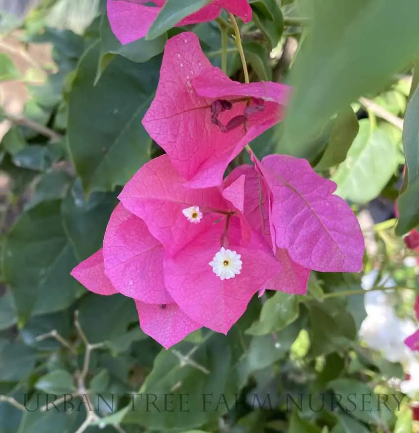 Bougainvillea Barbara Karst TRELLIS