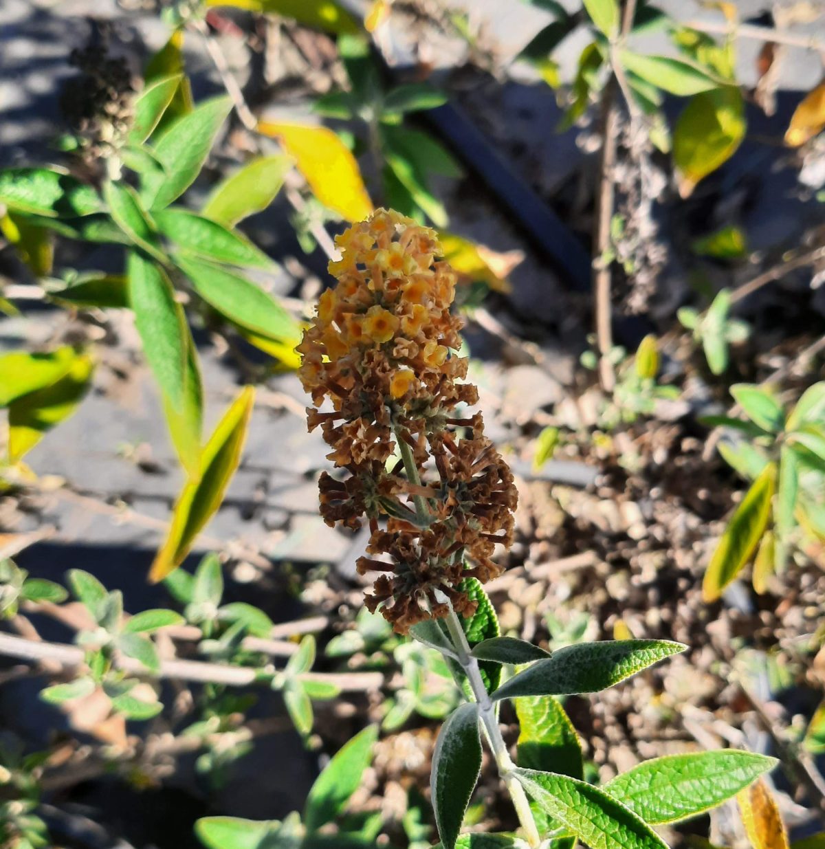 Buddleja weyeriana Honeycomb a