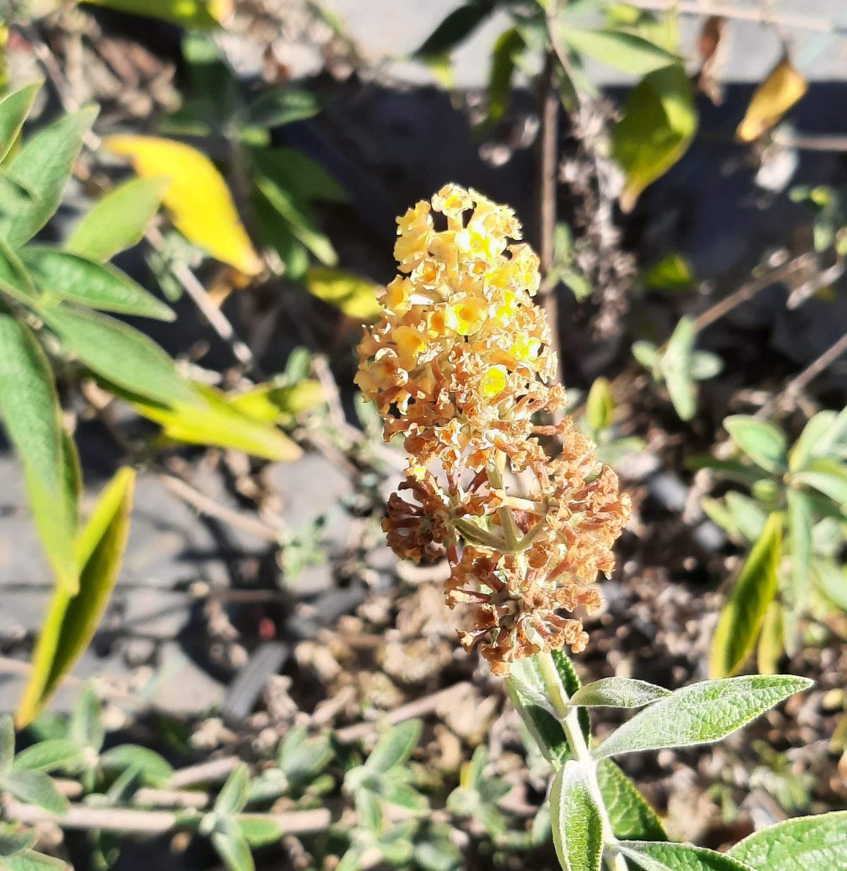 Buddleja weyeriana Honeycomb b