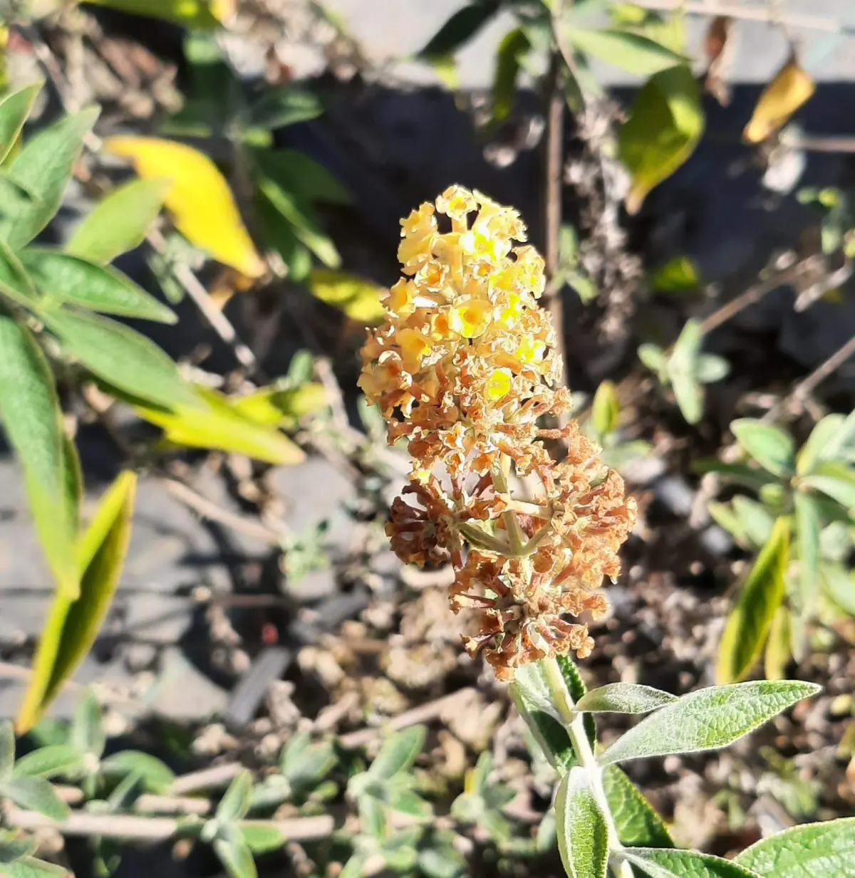 Buddleja weyeriana Honeycomb b