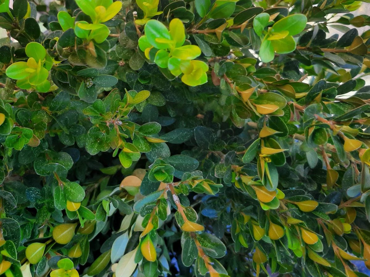 Buxus microphylla japonica Baby Gem a