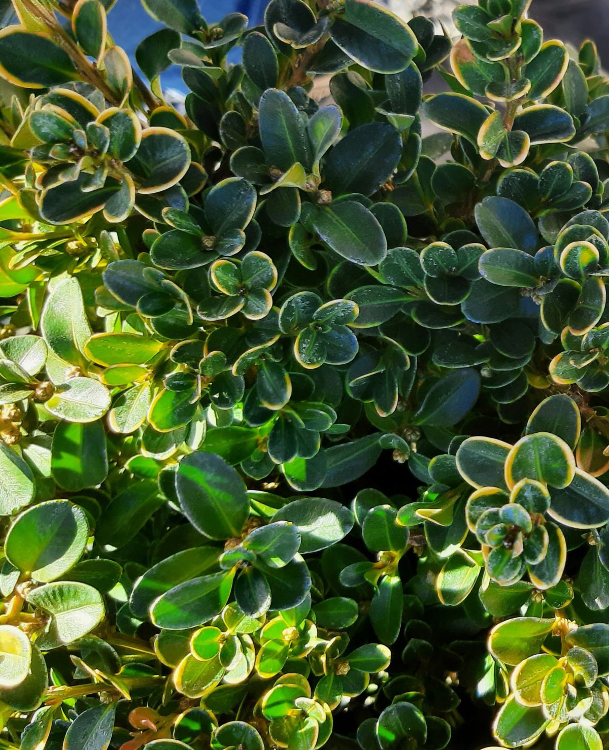 Buxus microphylla japonica Green Beauty