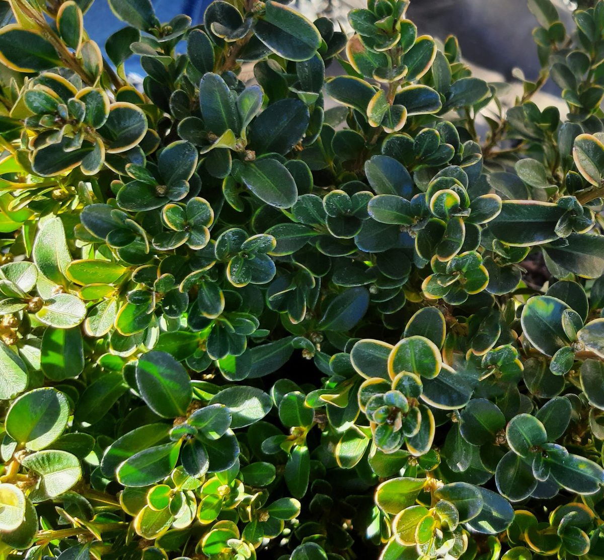 Buxus microphylla japonica Green Beauty GLOBE 15