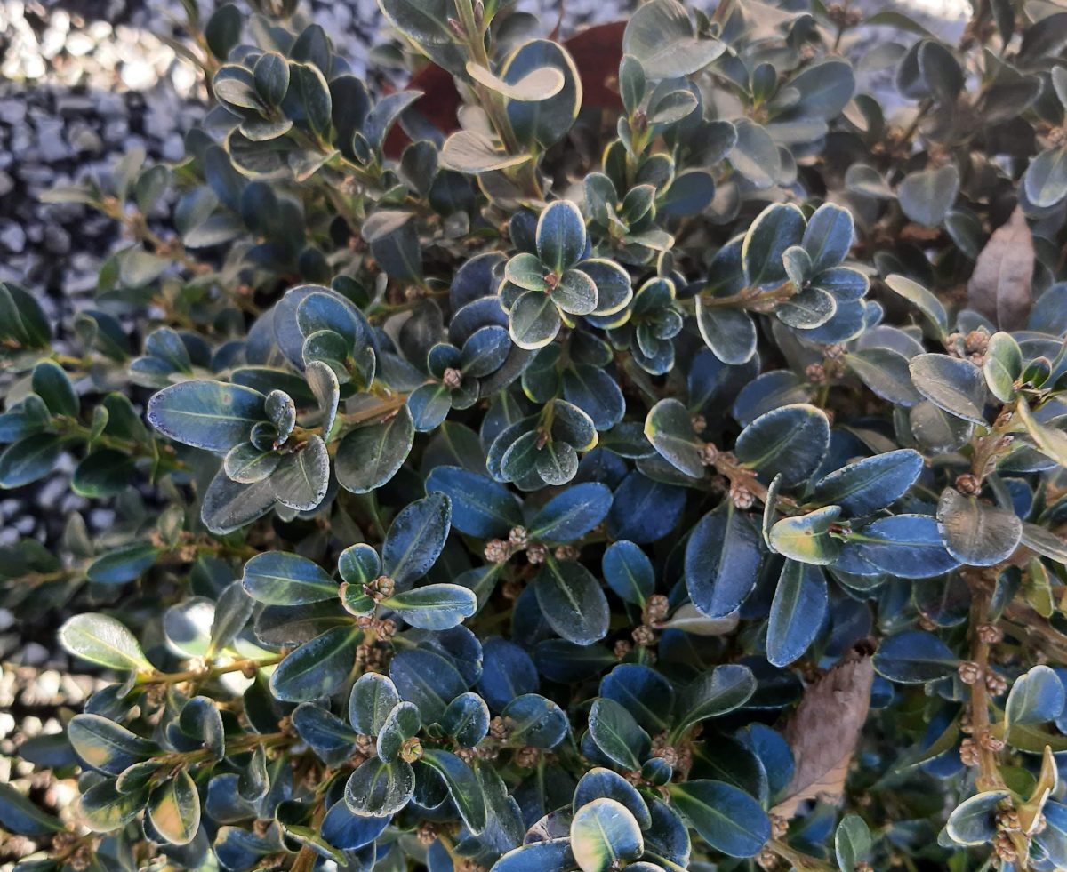 Buxus microphylla japonica Green Beauty GLOBE 18 20 scaled