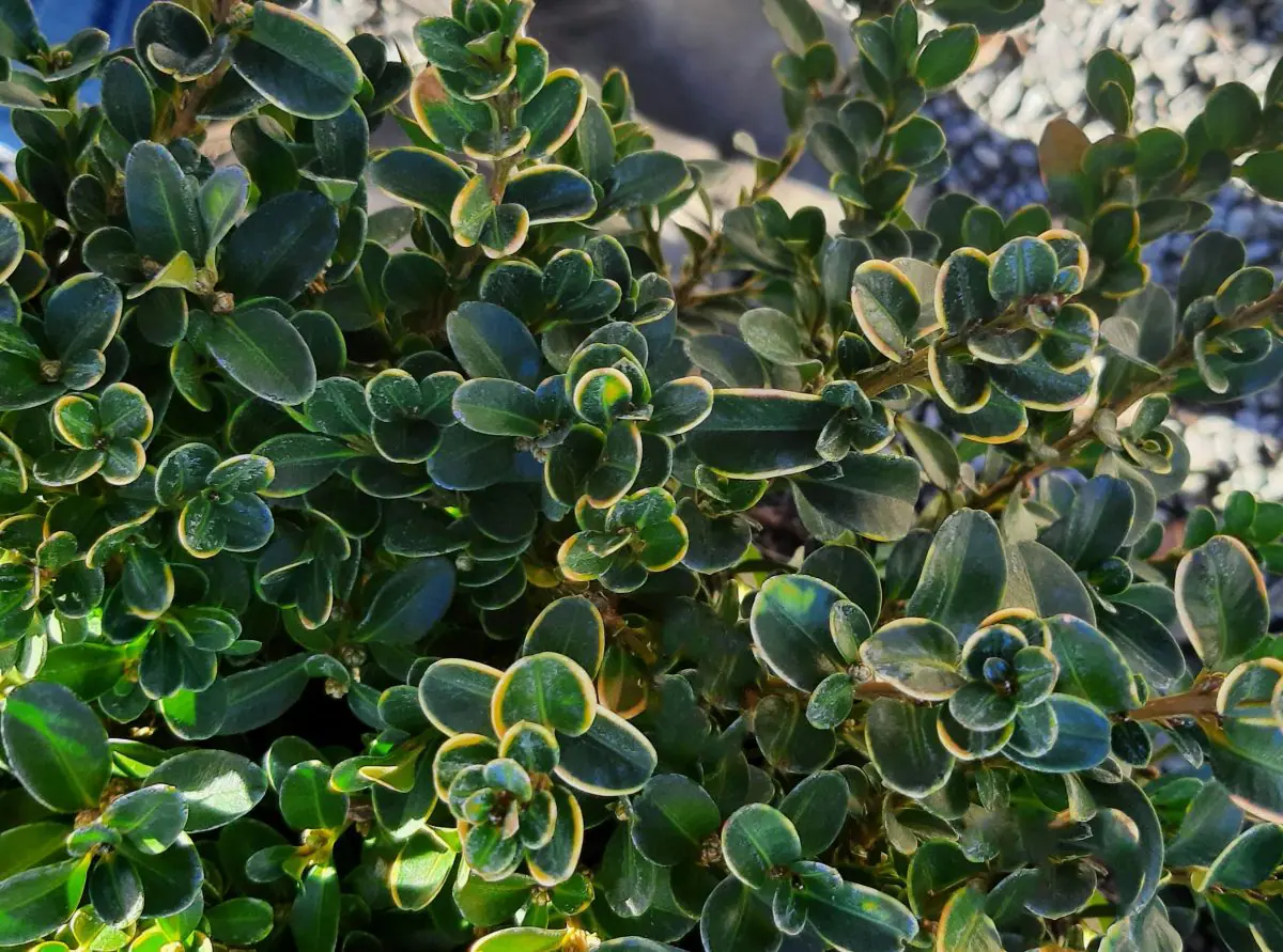 Buxus microphylla japonica Green Beauty PYRAMID
