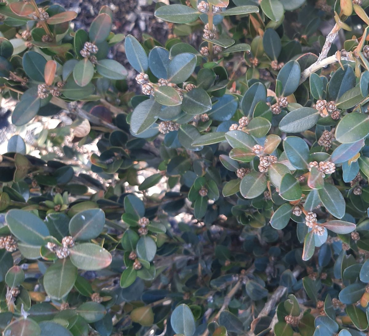 Buxus microphylla japonica Winter Gem